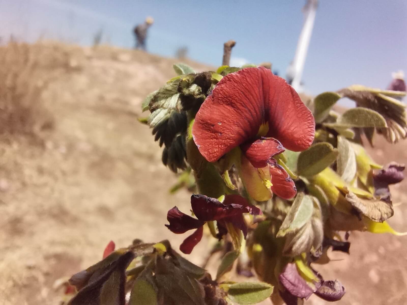 Brongniartia intermedia 